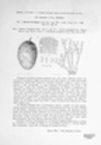 Monilinia fructigena image